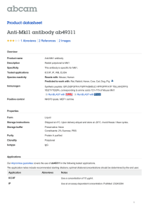 Anti-Mkl1 antibody ab49311 Product datasheet 1 Abreviews 2 Images