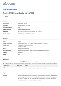 Anti-NUAK2 antibody ab107287 Product datasheet 2 Images Overview