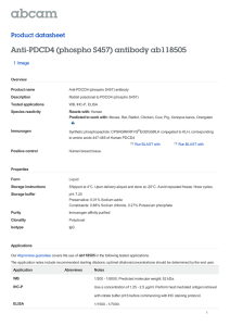 Anti-PDCD4 (phospho S457) antibody ab118505 Product datasheet 1 Image