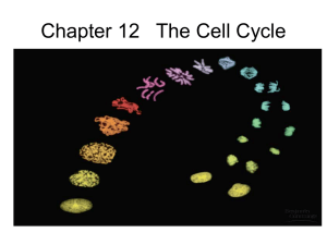 Chapter 12   The Cell Cycle