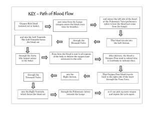 KEY - Path of Blood Flow
