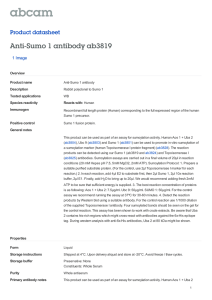 Anti-Sumo 1 antibody ab3819 Product datasheet 1 Image Overview