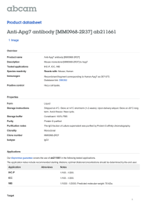 Anti-Apg7 antibody [MM0968-2R37] ab211661 Product datasheet 1 Image Overview