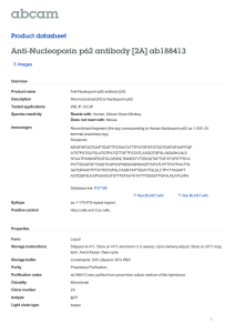 Anti-Nucleoporin p62 antibody [2A] ab188413 Product datasheet 3 Images Overview