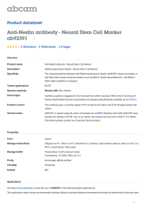 Anti-Nestin antibody - Neural Stem Cell Marker ab92391