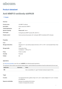 Anti-MMP10 antibody ab89638 Product datasheet 3 Images