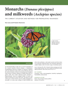Monarchs and milkweeds ( Danaus plexippus