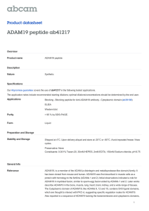 ADAM19 peptide ab41217 Product datasheet Overview Product name