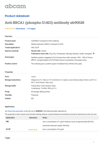 Anti-BRCA1 (phospho S1423) antibody ab90528 Product datasheet 1 Abreviews 3 Images