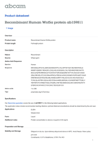 Recombinant Human Wnt5a protein ab159811 Product datasheet 1 Image Overview