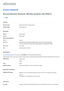 Recombinant Human Wnt5a protein ab159812 Product datasheet 1 Image Overview