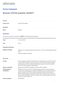 Human CDC42 peptide ab66571 Product datasheet Overview Product name