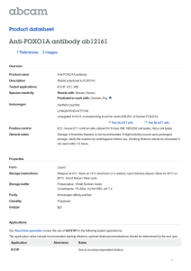 Anti-FOXO1A antibody ab12161 Product datasheet 7 References 3 Images
