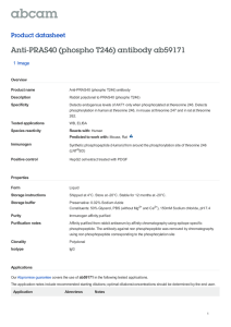 Anti-PRAS40 (phospho T246) antibody ab59171 Product datasheet 1 Image Overview