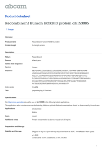 Recombinant Human HOXB13 protein ab153085 Product datasheet 1 Image Overview