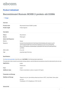 Recombinant Human HOXB13 protein ab153086 Product datasheet 1 Image Overview