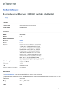Recombinant Human HOXB13 protein ab176055 Product datasheet 1 Image Overview