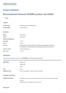 Recombinant Human HOXB8 protein ab152456 Product datasheet 1 Image Overview