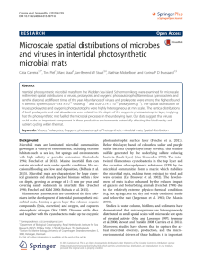 Microscale spatial distributions of microbes and viruses in intertidal photosynthetic microbial mats