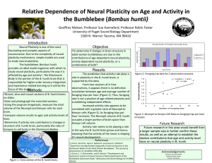 Relative Dependence of Neural Plasticity on Age and Activity in  Bombus huntii)