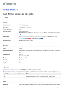 Anti-NME5 antibody ab168631 Product datasheet 1 Image