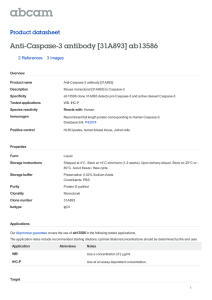 Anti-Caspase-3 antibody [31A893] ab13586 Product datasheet 2 References 3 Images