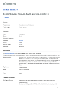 Recombinant human PAK5 protein ab95311 Product datasheet 2 Images Overview