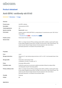 Anti-SIPA1 antibody ab10162 Product datasheet 1 Abreviews 1 Image