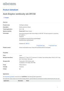 Anti-Raptor antibody ab189158 Product datasheet 2 Images Overview