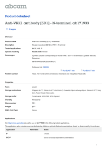 Anti-VRK1 antibody [5D1] - N-terminal ab171933 Product datasheet 11 Images Overview