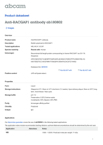 Anti-RACGAP1 antibody ab180802 Product datasheet 2 Images Overview