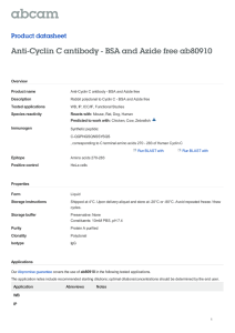 Anti-Cyclin C antibody - BSA and Azide free ab80910