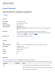 Anti-FLJ22167 antibody ab62475 Product datasheet 2 Images