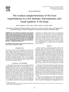 The nucleus subglomerulosus of the trout visual systems: A DiI study
