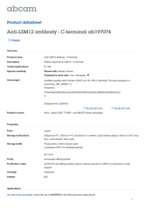Anti-LSM12 antibody - C-terminal ab197074 Product datasheet 2 Images