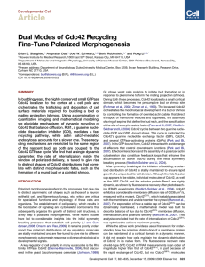 Article Dual Modes of Cdc42 Recycling Fine-Tune Polarized Morphogenesis Developmental Cell