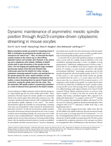 Dynamic maintenance of asymmetric meiotic spindle position through Arp2/3-complex-driven cytoplasmic