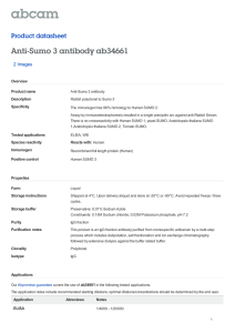Anti-Sumo 3 antibody ab34661 Product datasheet 2 Images Overview