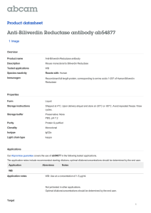 Anti-Biliverdin Reductase antibody ab54877 Product datasheet 1 Image Overview