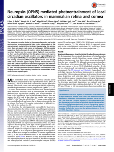 Neuropsin (OPN5)-mediated photoentrainment of local