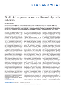 N E W S   A N D  ... ‘Goldilocks’ suppressor screen identifies web of polarity regulators Geraldine Seydoux