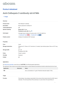 Anti-Cathepsin S antibody ab167486 Product datasheet 1 Image