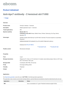 Anti-Apc7 antibody - C-terminal ab171002 Product datasheet 1 Image