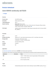 Anti-USP20 antibody ab72225 Product datasheet 2 Images