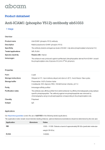Anti-ICAM1 (phospho Y512) antibody ab51033 Product datasheet 1 Image Overview