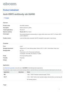 Anti-URP2 antibody ab126900 Product datasheet 3 Images Overview