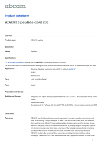 ADAM13 peptide ab41208 Product datasheet Overview Product name