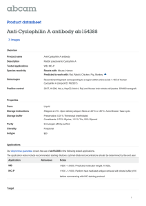 Anti-Cyclophilin A antibody ab154388 Product datasheet 3 Images