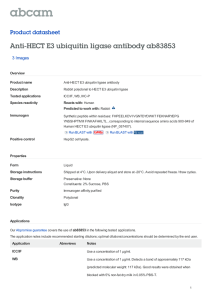 Anti-HECT E3 ubiquitin ligase antibody ab83853 Product datasheet 3 Images Overview