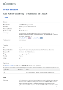 Anti-ARP10 antibody - C-terminal ab135335 Product datasheet 1 Image Overview